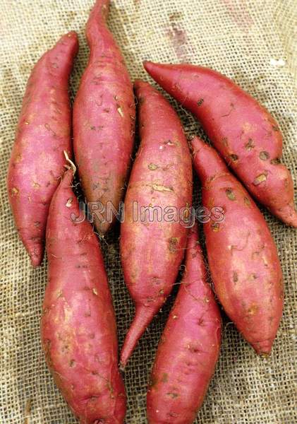 Sweet potato 'Jersey Red'