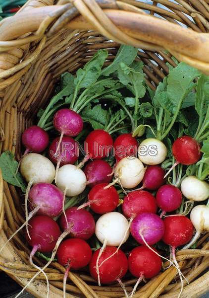 Radish 'Easter Egg'