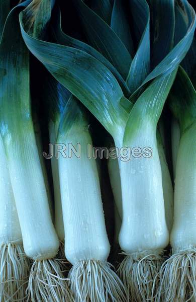 Leek 'Winter King'