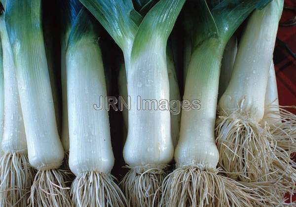 Leek 'Winter King'