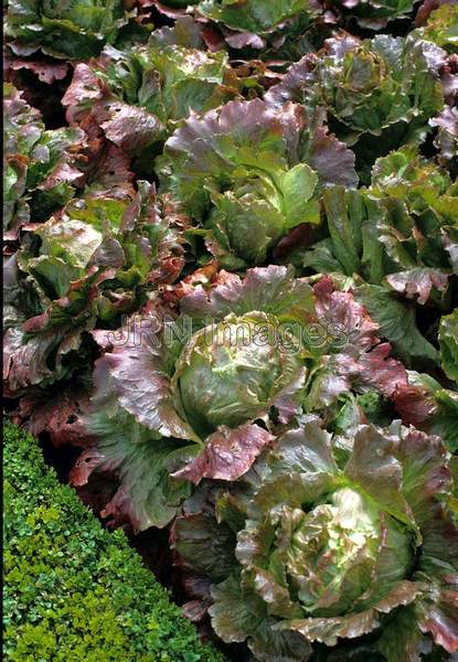 Lettuce 'Marvel of Four Seasons'