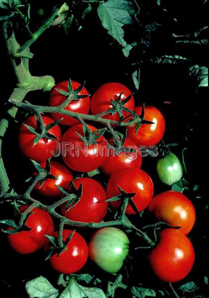 Tomato 'Amish Salad'