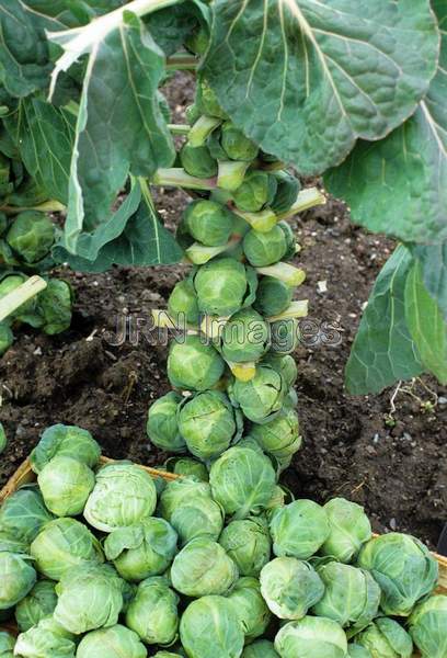 Brussels sprouts 'Oliver'