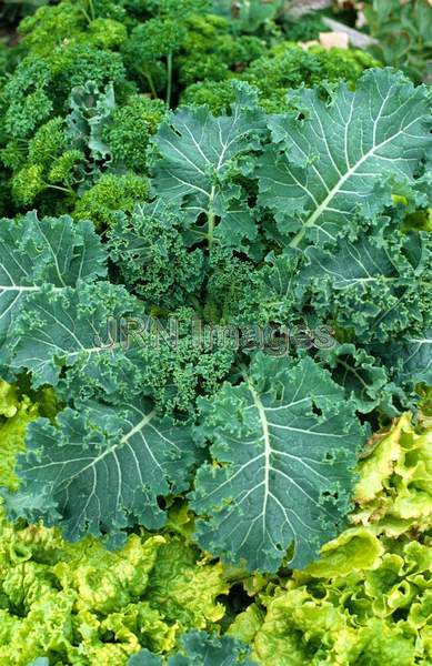 Kale 'Green Curled'