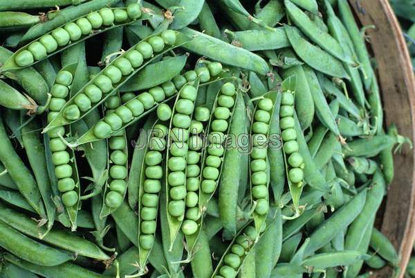 Pea 'Dwarf Grey Sugar'