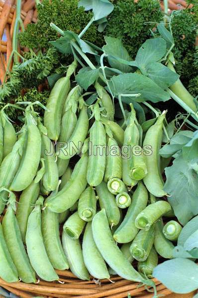 Snap pea 'Sugar Ann'