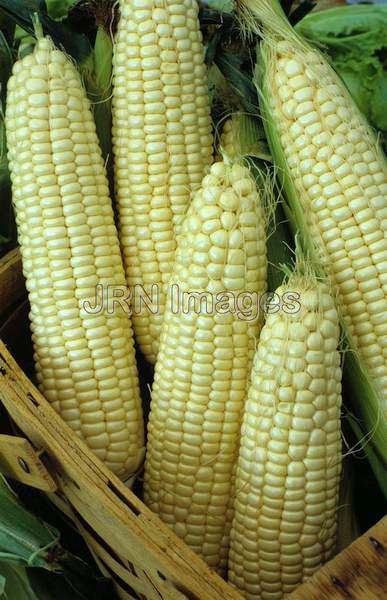 Sweet corn 'How Sweet It Is'