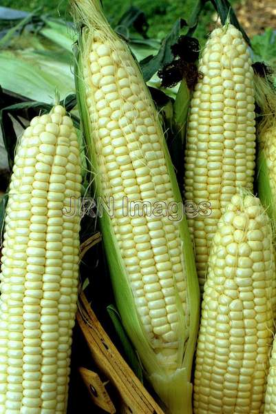 Sweet corn 'Silver Queen'