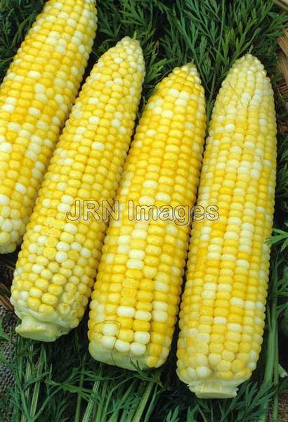 Sweet corn 'Bi Queen'