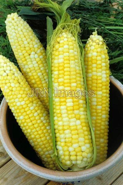 Sweet corn 'Honey and Cream'