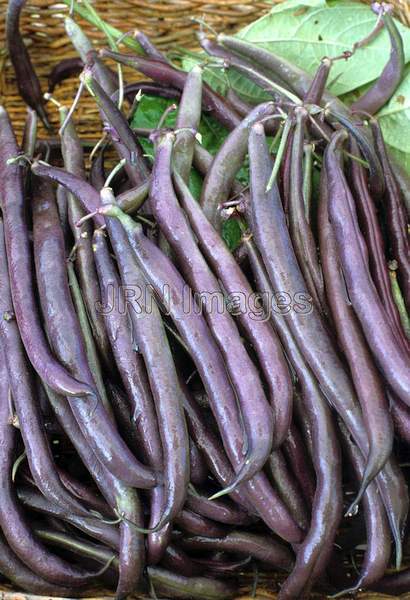 Bush bean 'Royal Burgundy'