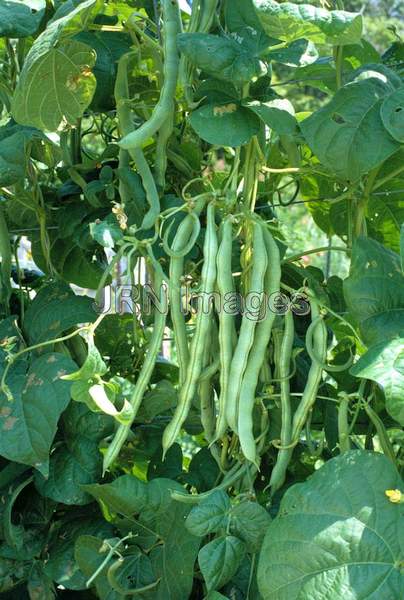 Pole bean 'Blue Lake'