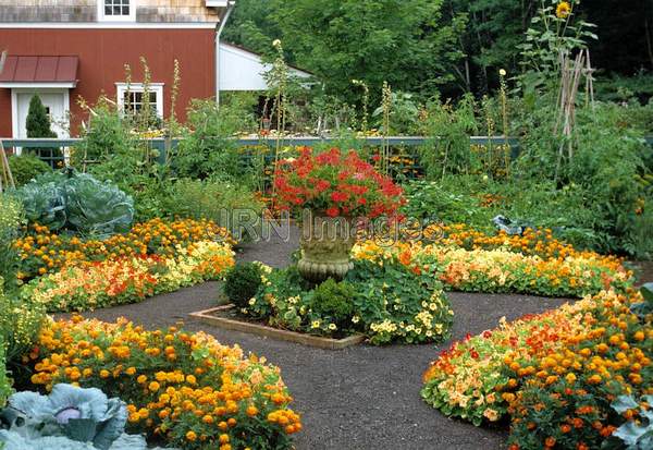 Vegetable garden