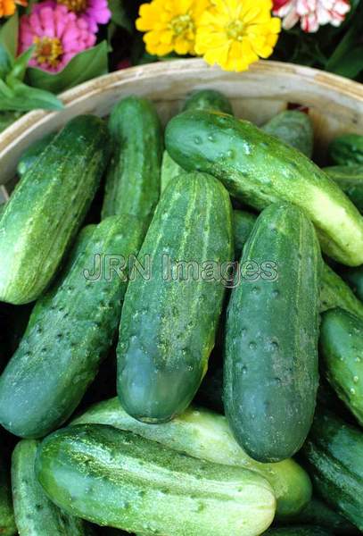 Cucumber 'Conquest'