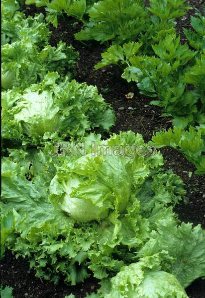 Lettuce 'Great Lakes'