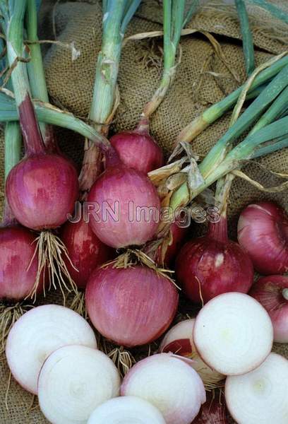 Onion 'Mars'