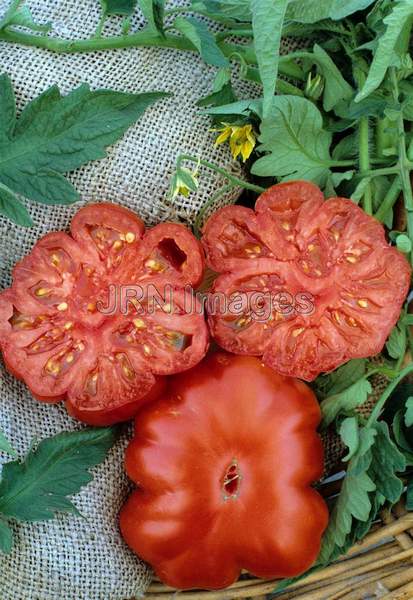 Tomato 'Costaluto Genovese'