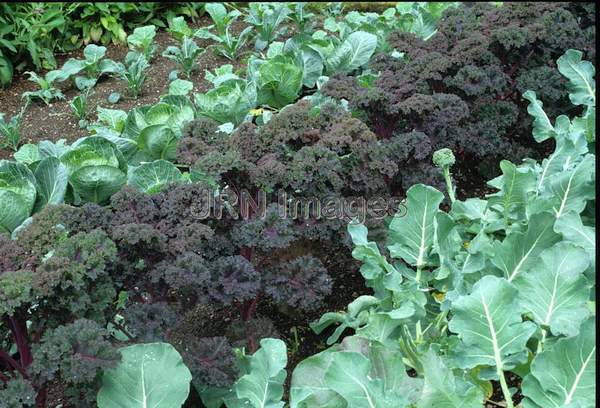 Kale, Bronze Leaf Curled'