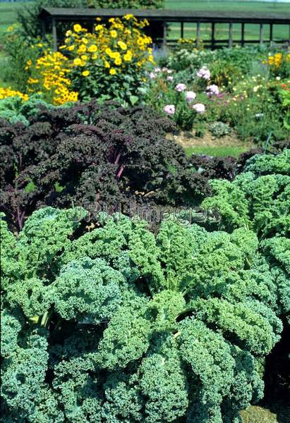 Kale 'Dwarf Blue Curled'