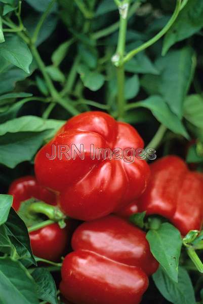 Pepper 'Crispy Hybrid'