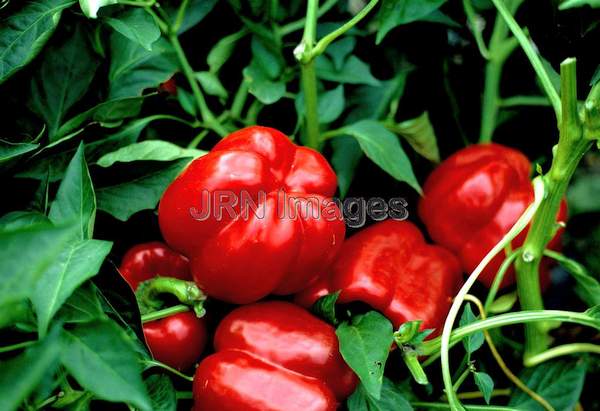 Pepper 'Crispy Hybrid'