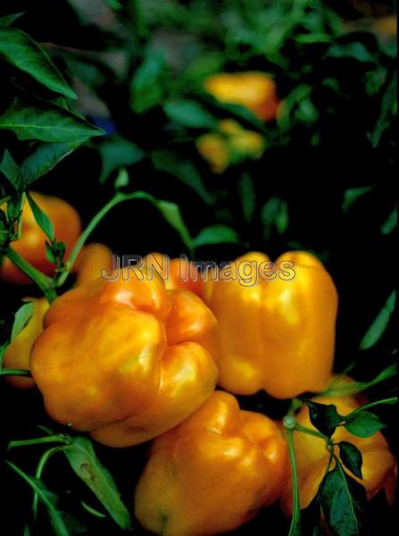 Pepper 'Golden Giant'