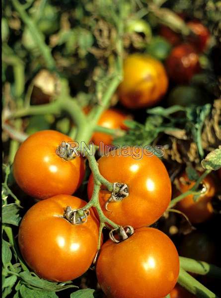 Tomato 'Jubilee'