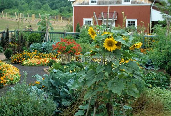 Vegetable garden