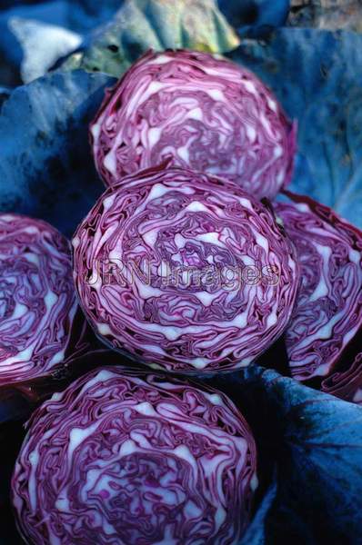 Cabbage 'Red Head'