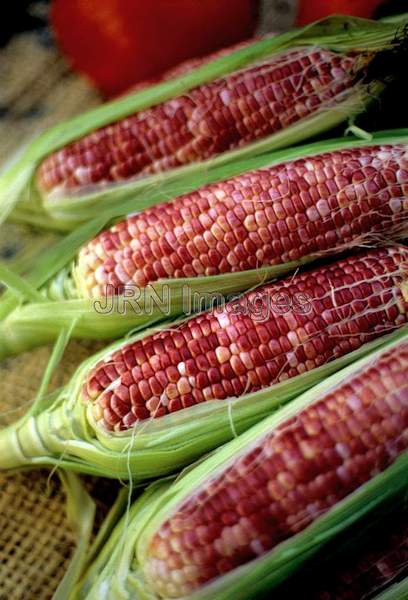 Sweet corn 'Red Ruby'