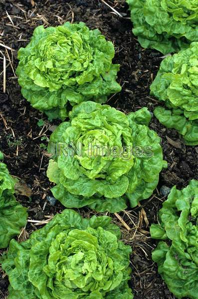 Lettuce 'Tom Thumb'