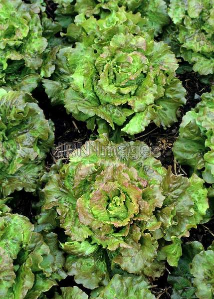 Lettuce 'Canaster'