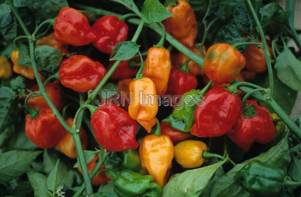 Hot pepper 'Habanero'