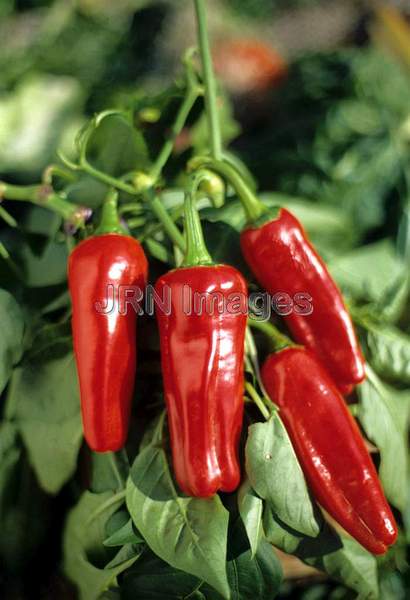 Pepper 'Marconi'