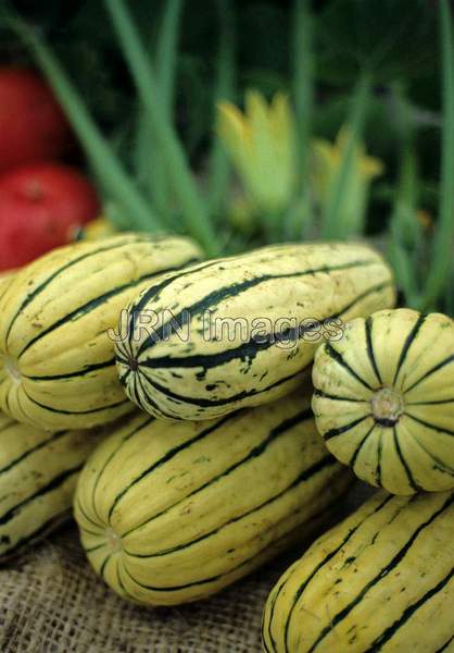 Squash 'Delicata'