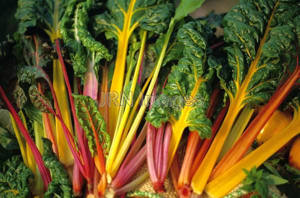 Swiss chard 'Bright Lights'