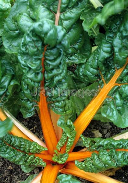 Swiss chard