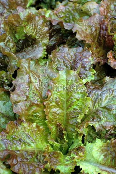 Lettuce 'Rubin'