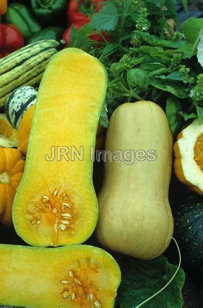 Squash 'Butternut'