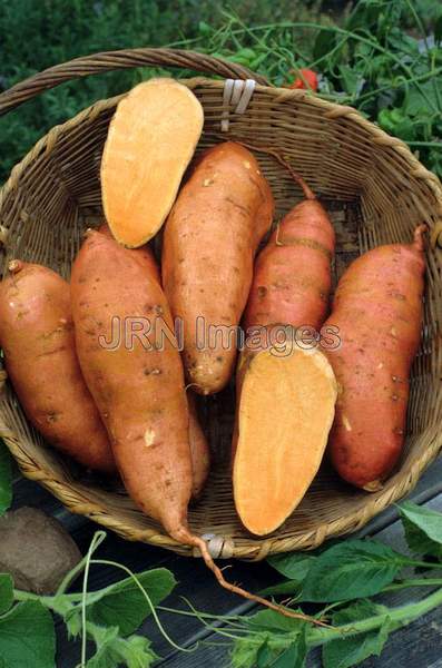 Sweet potato 'Beauregard'