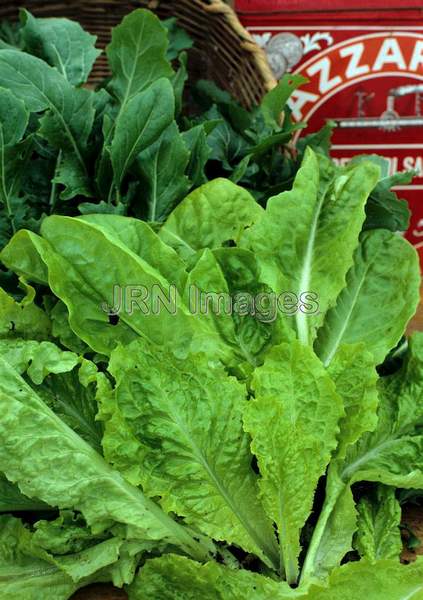 Lettuce 'Australian Yellow'