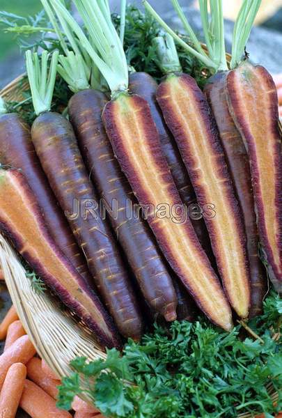 Carrot 'Purple Haze'