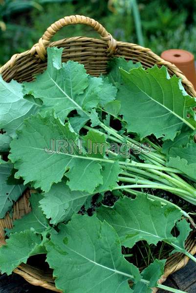 Kale 'Premier Long Standing'