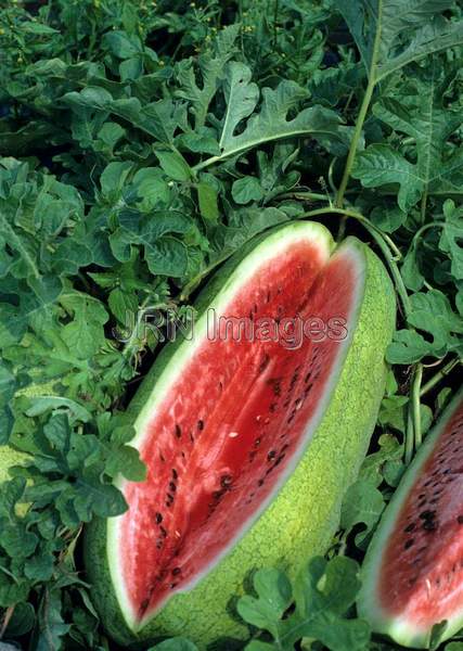 Watermelon 'Charleston Grey'