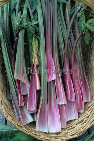 Celery 'Pink Stalk'