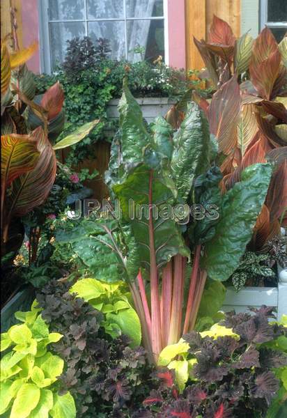 Swiss chard 'Bright Lights'