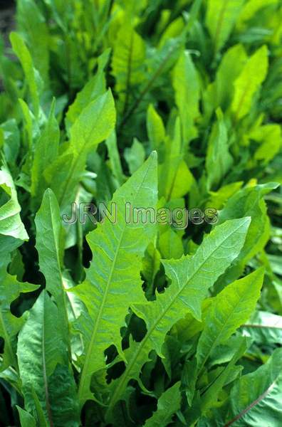 Dandelion greens