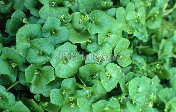 Claytonia parvifolia