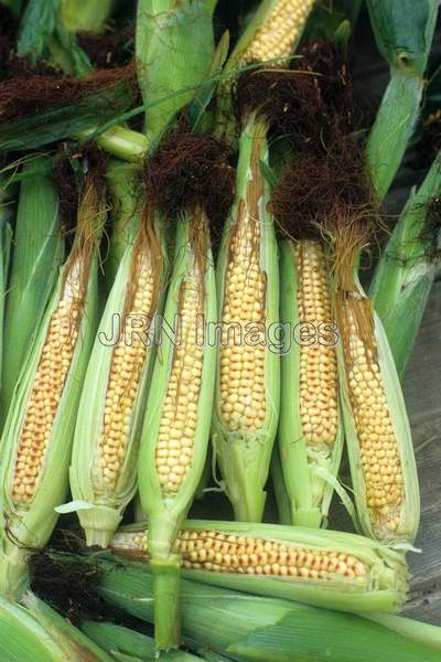 Sweet corn 'Baby Corn'