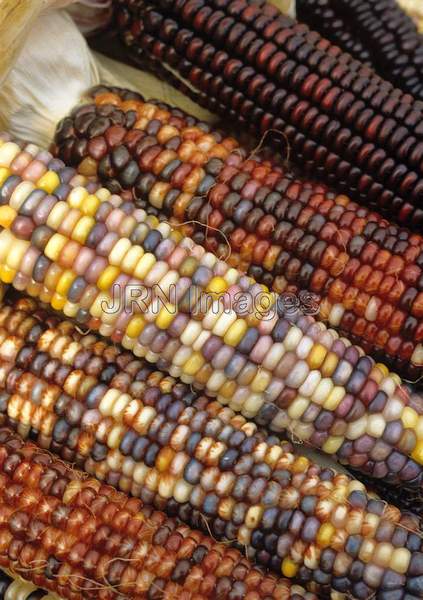 Indian corn